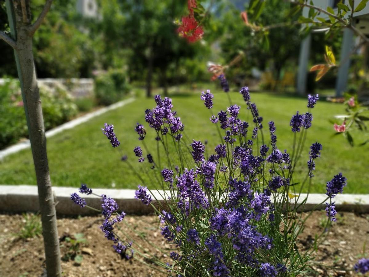 Apartment Grgurevic Kotor
